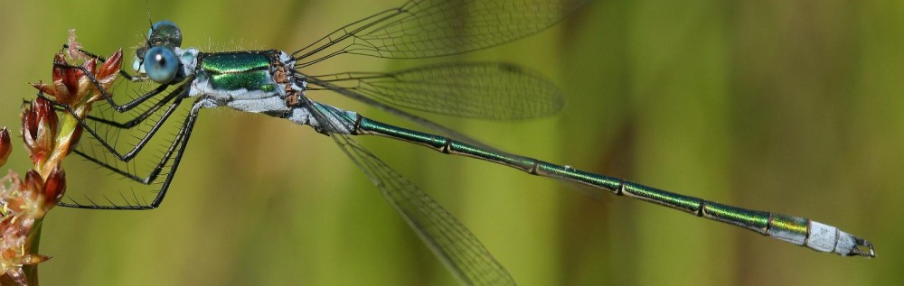 Odonata:The Dragonflies and Damselflies of Warwickshire